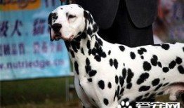 如何科学饲养大麦町犬？新手必看饲养教程！