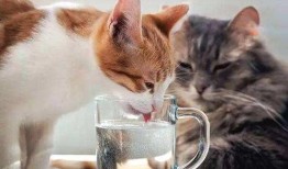 如何快速给猫咪洗澡？告别洗澡焦虑的实用教程！