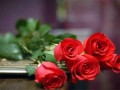 白玫瑰如何醒花？一招教你让白玫瑰重焕生机！