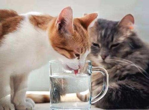 如何快速给猫咪洗澡？告别洗澡焦虑的实用教程！