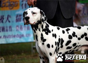 如何科学饲养大麦町犬？新手必看饲养教程！