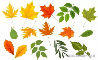 如何做叶子标本？一招教你轻松保存秋天的色彩！